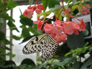 mainau_419