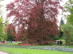 mainau_451